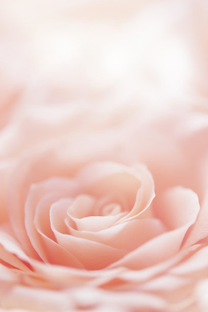 粉玫瑰花