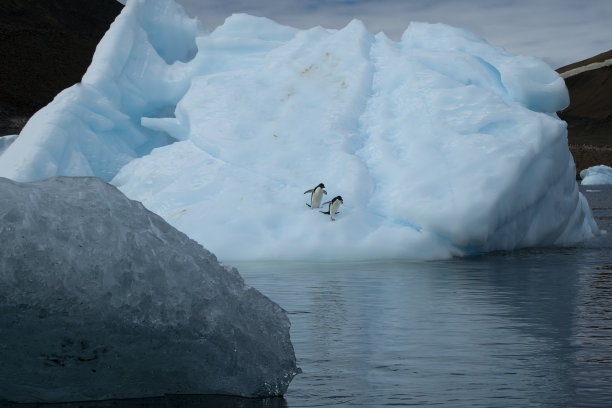 冰川上的企鹅