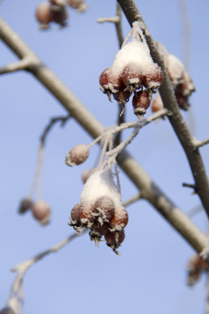 红果和白雪