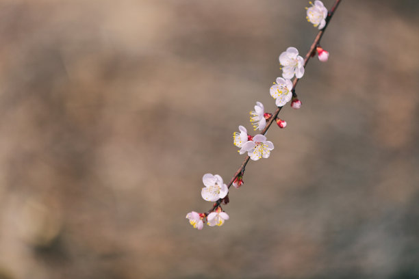 一枝杏花