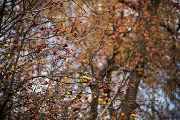 秋天枝头上的海棠果