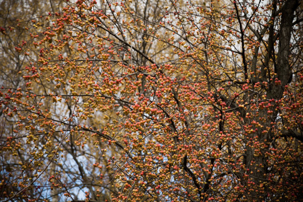 秋天枝头上的海棠果