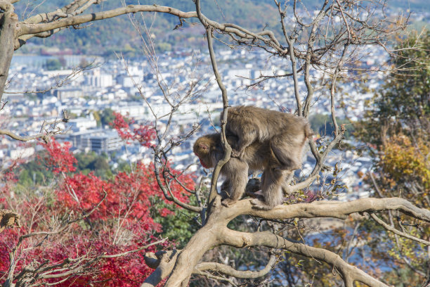 金秋团圆