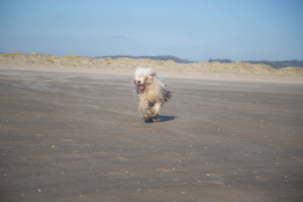 英国古代牧羊犬