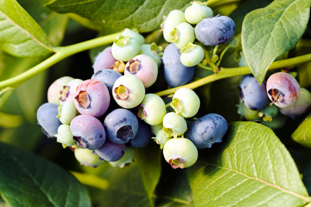 未成熟的蓝莓