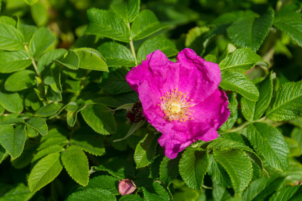 rugosa