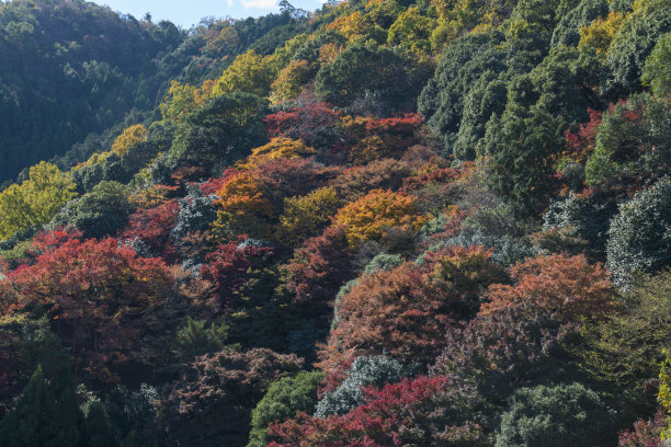 小鸡爪槭