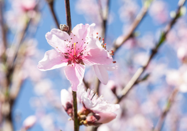 桃花林