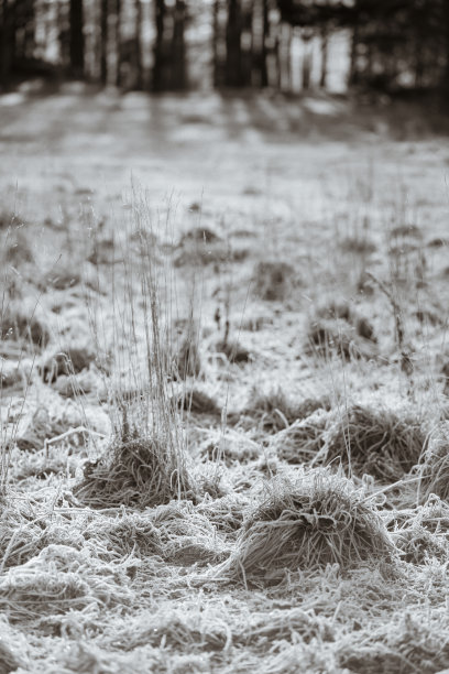 冬天的枯草地