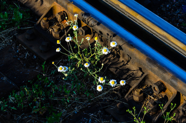 铁轨上的雏菊