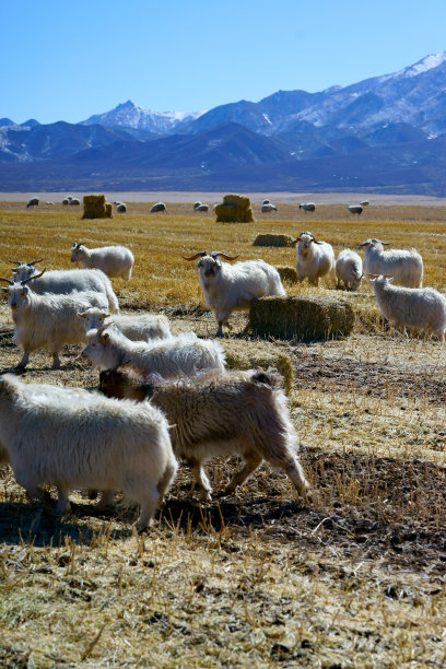 牧羊场