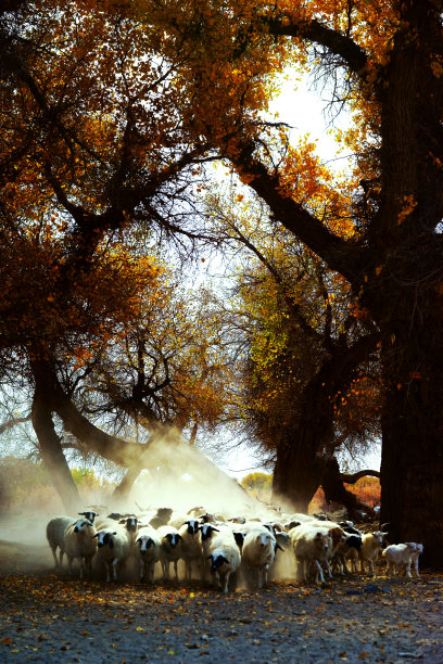 乡村羊群牧羊