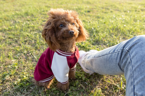 一只贵宾犬