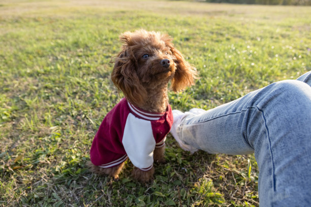 一只贵宾犬