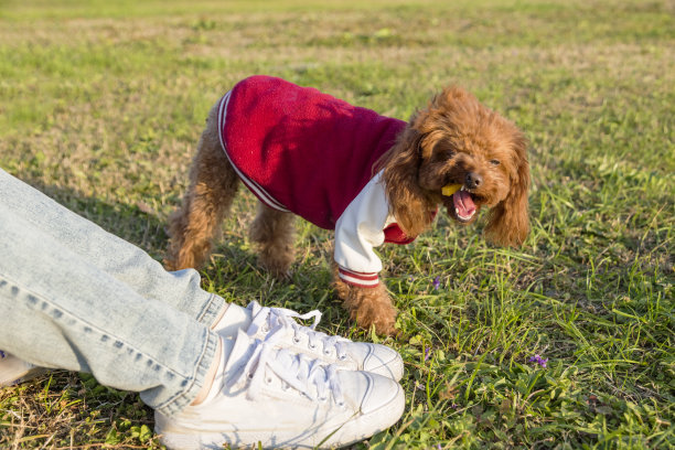 一只贵宾犬