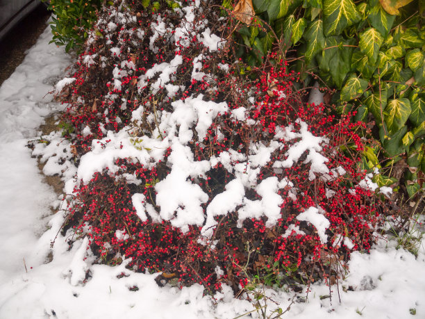 被大雪覆盖的植物