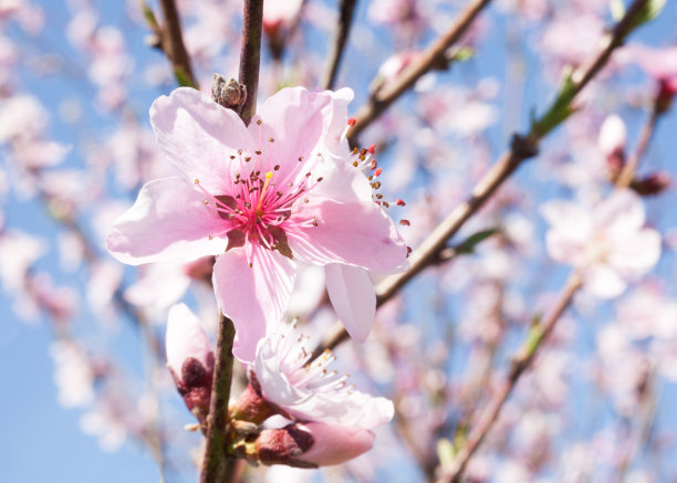 桃花林