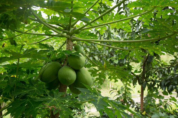 夏威夷木瓜