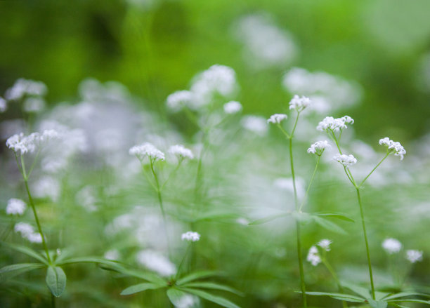 香车叶草