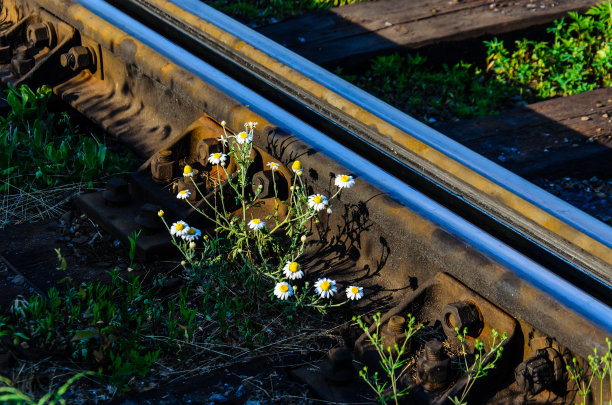 铁轨上的雏菊