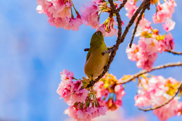 四季花纹树木