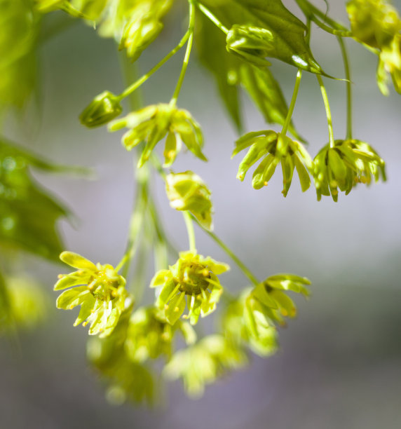 枫叶嫩芽