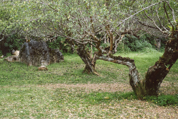 苹果树种植