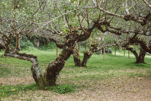 苹果树种植