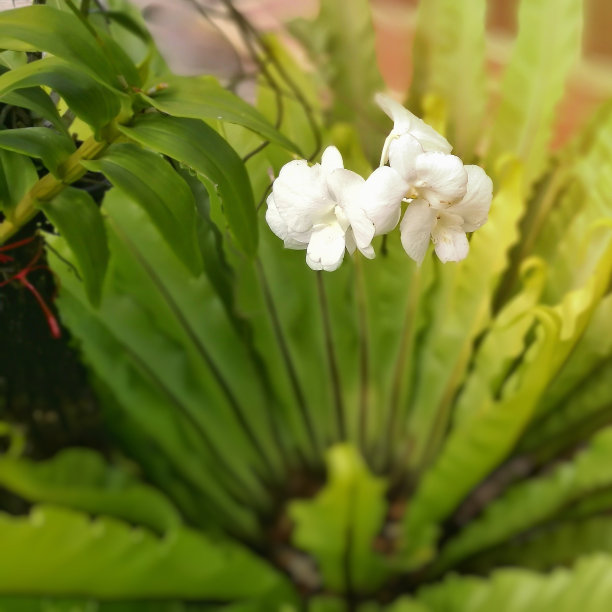 黄底花朵植物叶子