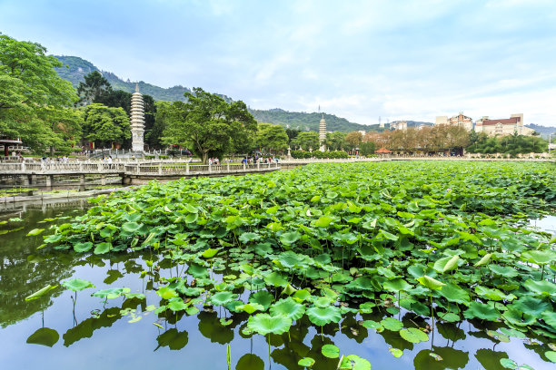 荷花风景