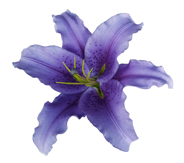 淡紫色百合花