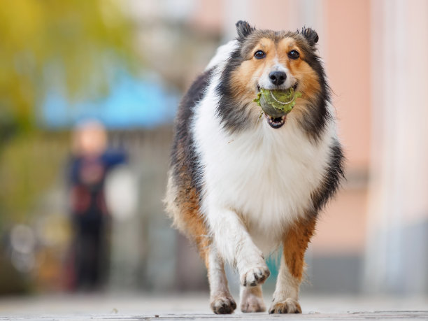 牧羊犬