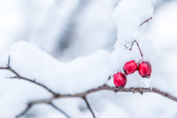 红果和白雪