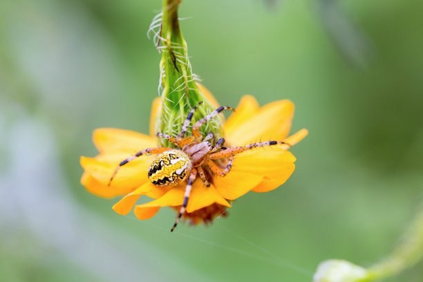 蜘蛛捕食