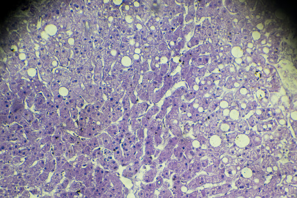 肝细胞
