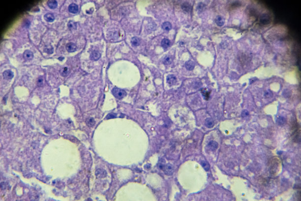 肝细胞