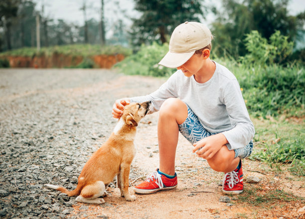 孤单狗犬小狗孤独寂寞