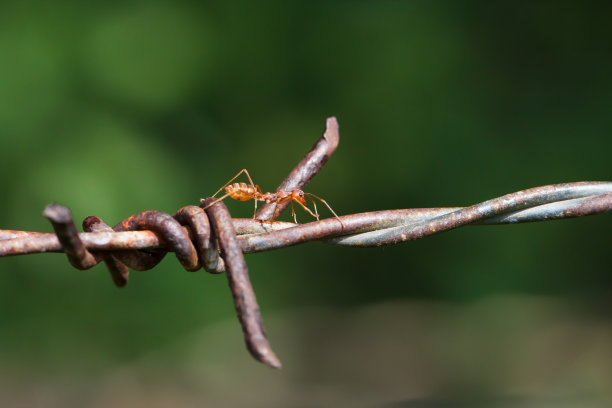 钢铁蚂蚁