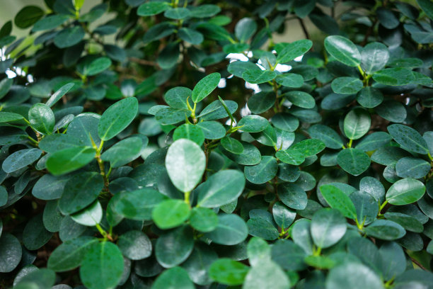 菩提树花