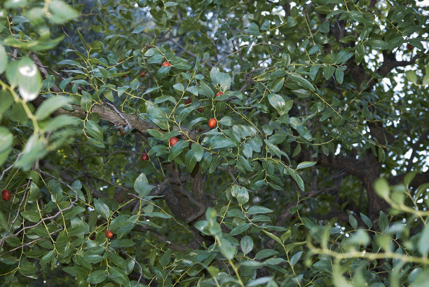 枣子枣树