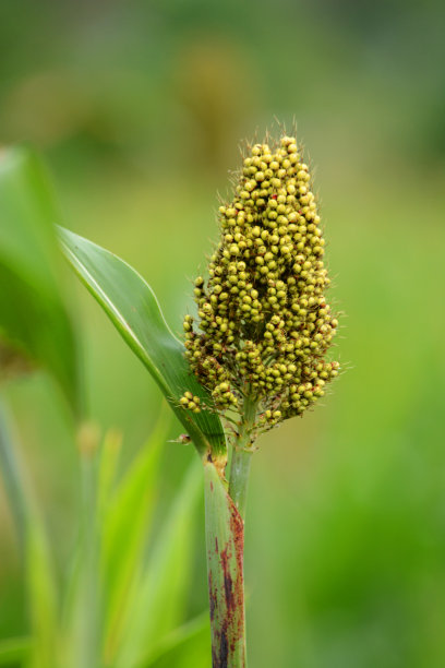 小米丰收季节