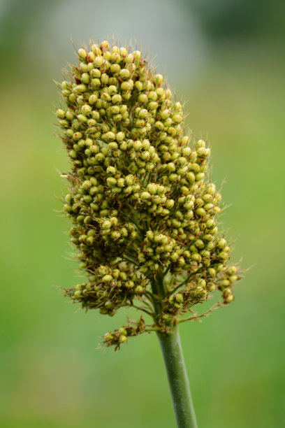 小米丰收季节