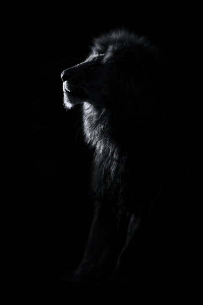 lion