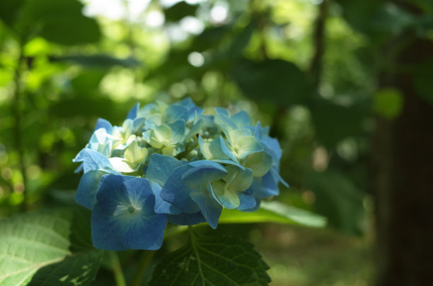 淡蓝色绣球花