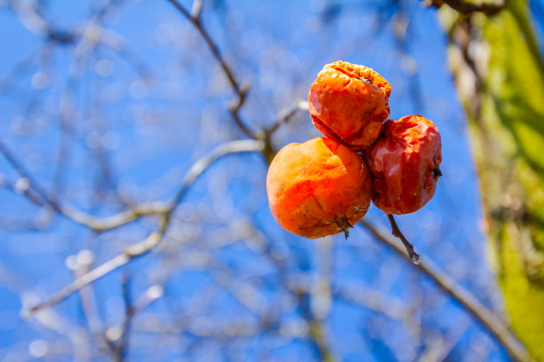 rugosa