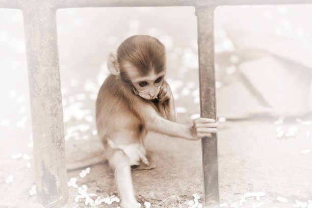 栏杆猴子