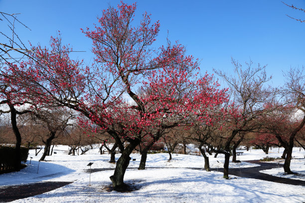 雪中梅花