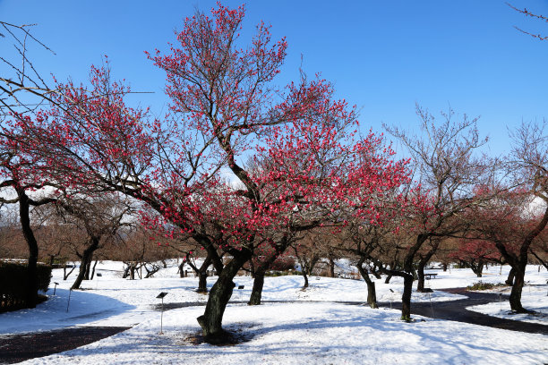 冬天的红色梅花树
