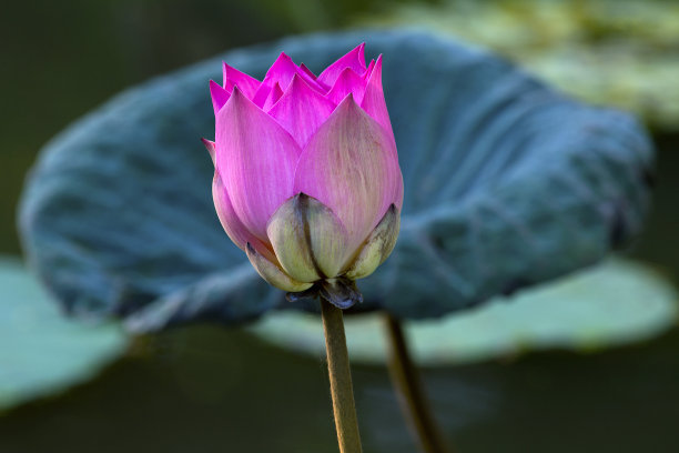 粉色荷莲