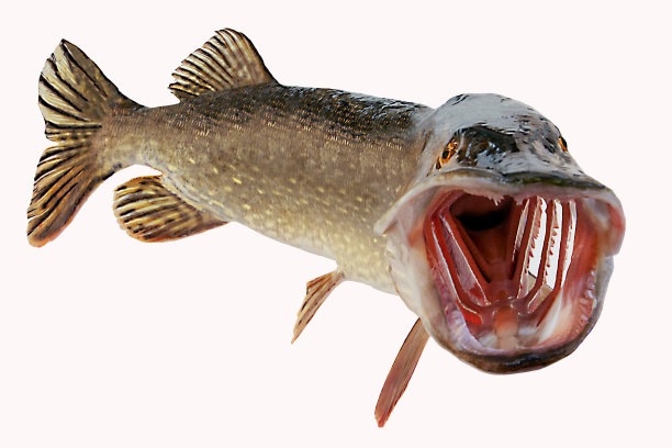 鱼胸鳍